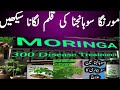 How to plant moringa stem easy guide| learn to grow sohanjna just one minute #gardening