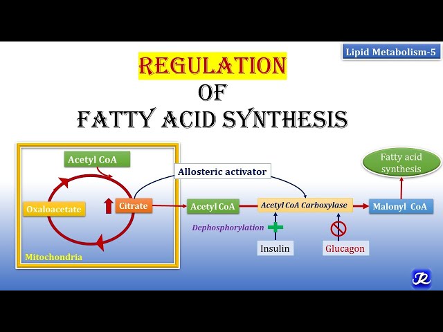 Fatty Acid Synthesis And Oxidation
