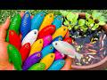 Catch beautiful aquarium fish in small pond pencil fish, nemo fish, Ranchu Fish, eel, koi, tadpoles,
