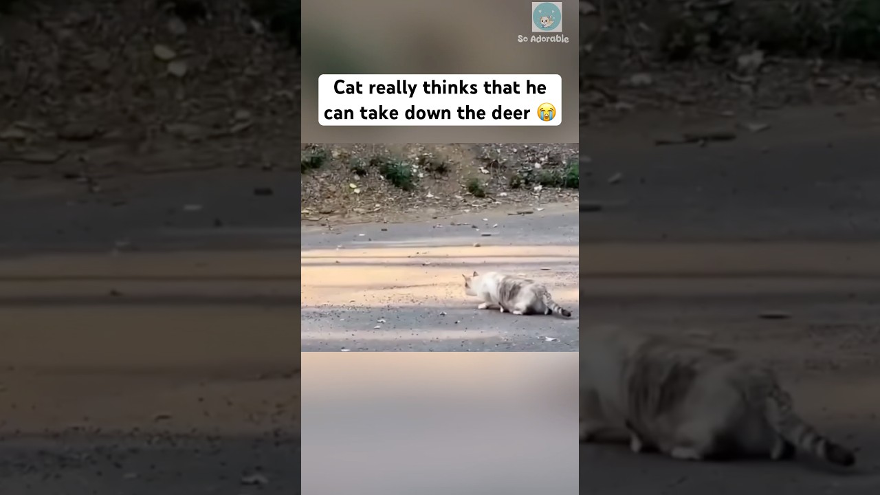 The deer barely escaped with his live 😆