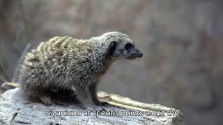 Ecology: Using Transects