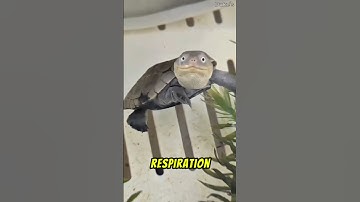 Turtle Shells Are NOT What You Think 💀 #shorts #AnimalFacts #Wildlife #facts #animals