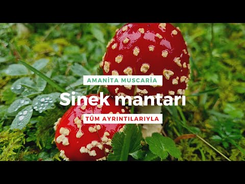 Video: Sinek Mantarı Veya Amanita Citrina Nasıl Tanınır