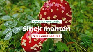 SİNEK MANTARI (Amanita muscaria) [Tanıtım 26/2021]
