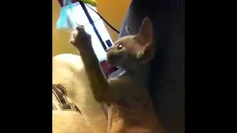 Watch the video about Orbit, our 3 month old Devon Rex kitten