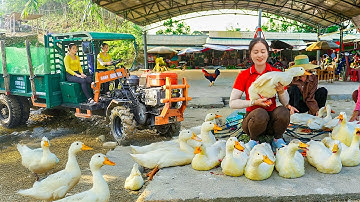 Using a Truck to Harvest Ducks from the Farm and Transport Them to Sell at the Market