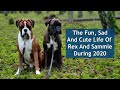 The Fun, Bad And Cute Life Of Boxer Rex And Sammie During 2020! 😁 Short Videos From The Year!