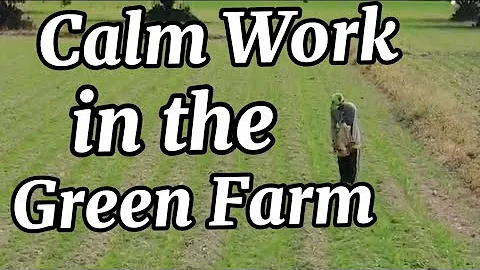 Peaceful Green Corn Field | Calm Farm Work and Growing Crops #CornField #CalmMusic 