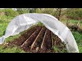 Tomaten im Folientunnel anbauen