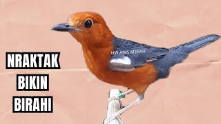 ANIS MERAH NGEPLONG NRAKTAK BIKIN BIRAHI GACOR