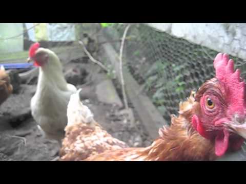 Crazy Chicken Crazy Chicken