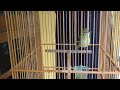 Yang Punya Cito Sirtu Bahan Males Bunyi Pancing Dengan Suara Pancingan Cipoh Cepat Gacor Mp3 - Mp4 Download
