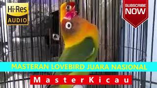 Masteran Joss Burung Lovebird Juara Nasional 2018