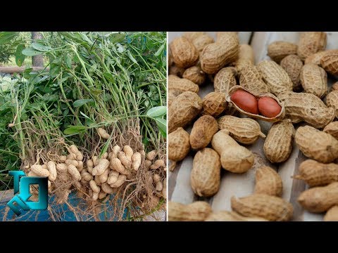 Видео: Как растат ядките