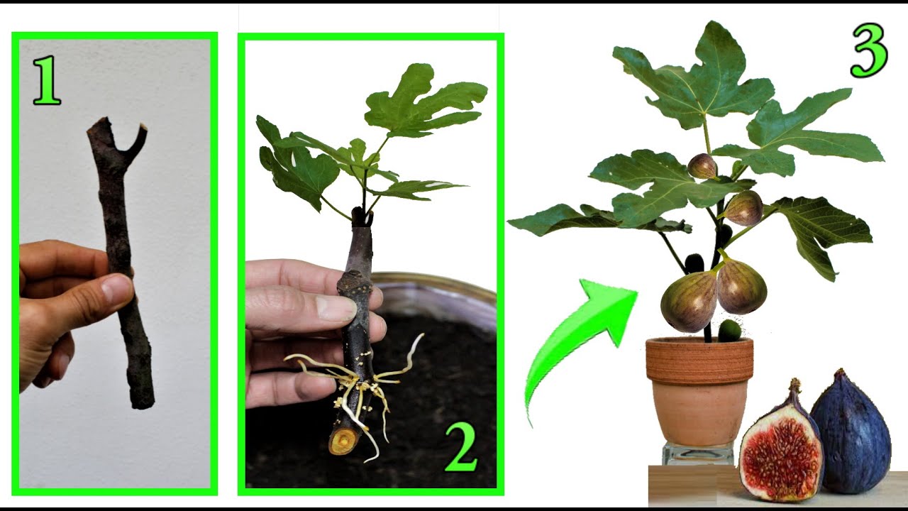 FIG PLANT, безошибочный способ умножить его на веточку, без каких-либо затрат