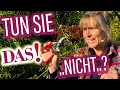 Rosen NICHT schneiden? Kletterrosen & Rambler WINTERFEST machen - öfteblühende / einmalblühende...