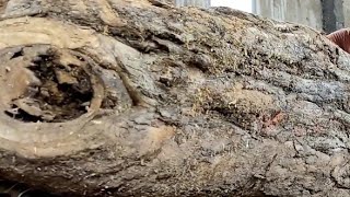 процесс распиловки тикового дерева, столярные материалы. screenshot 3