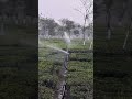 Irrigation
