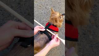 Ultimate Pet Lover Hacks for Fun & Style! #Shorts #PetTips