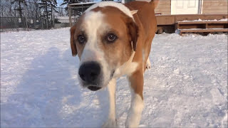 Duke the Senior Saint Bernard/Lab mix - PEI Humane Society