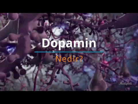 Video: Beyin dopamin ifraz edirmi?