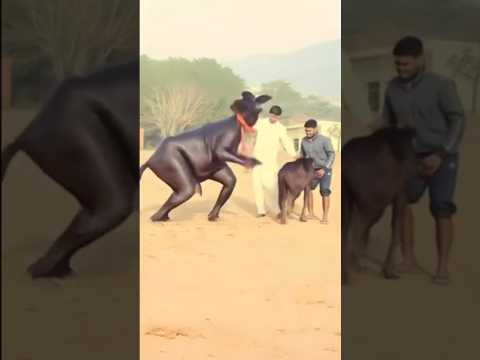  Omg_bhes_ladki_kese_bangayi_😲😱 #shorts #comedy #trending #funny 