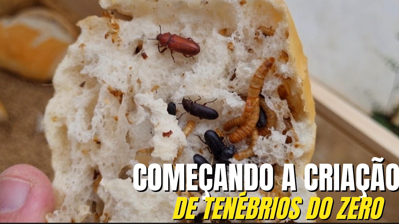 Начать создание Molitor Tenébrios с нуля легко и практично!