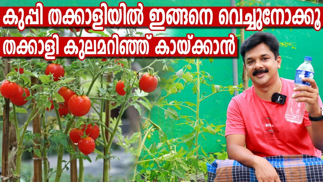 വലിച്ചെറിഞ്ഞ് കളയുന്ന കുപ്പി മതി തക്കാളി കുലമറിഞ്ഞ് കായ്ക്കാൻ | Tomato Farming Malayalam
