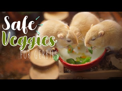 Video: Kan gerbils blaarslaai eet?