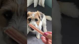 Cute Little Dog Chewing a 4” Best Bully Stick | Adorable Pup