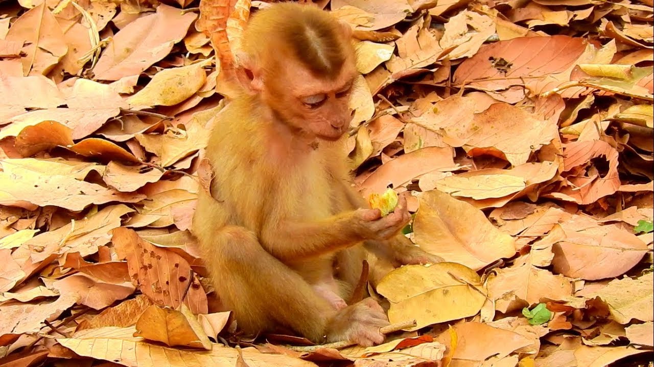 Look so sad what orphan monkey Axel thinking when eat lotus,first time in Ameri group look so lonely