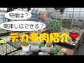 デカ多肉紹介! 特徴は?葉挿しはできる? 多肉生産者「pukupuku taniku」