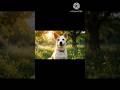 Daany miss U Bangaru 😔 #dog #dogs#viralvideo #viralvideos#yt#ytshorts#ytshortsindia#ytshort#ytviral