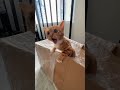 Funny Pets Cat Cats Funnyvideos Cute Foryou Funny Pets Cat Cats Funnyvideos Cute Foryou