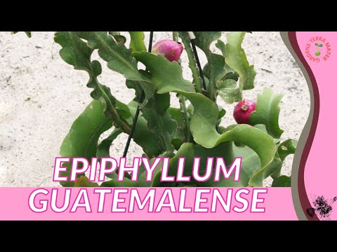 Vídeo: Epiphyllum Cactus Seed Info - Dicas para o cultivo de sementes de Epiphyllum