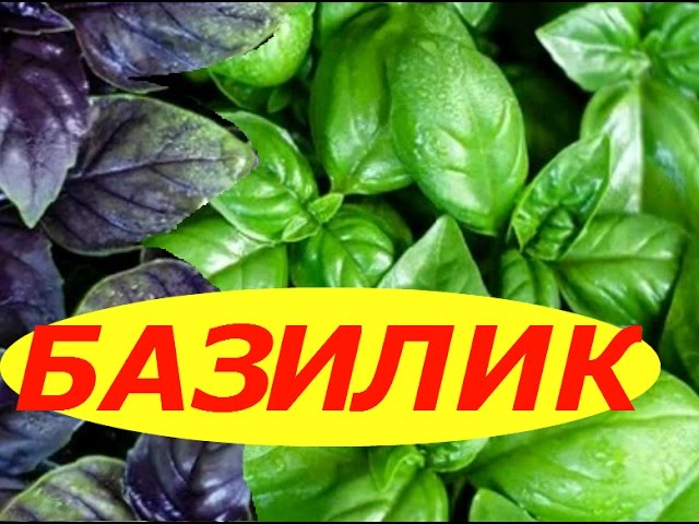 КАК ВЫРАСТИТЬ БАЗИЛИК ДОМА ! СУПЕР СПОСОБ !