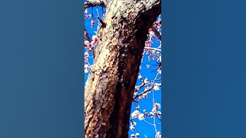 Thumbnail of Apricot Blossom Hunza #blossom #apricots #flowers #flowerbloom