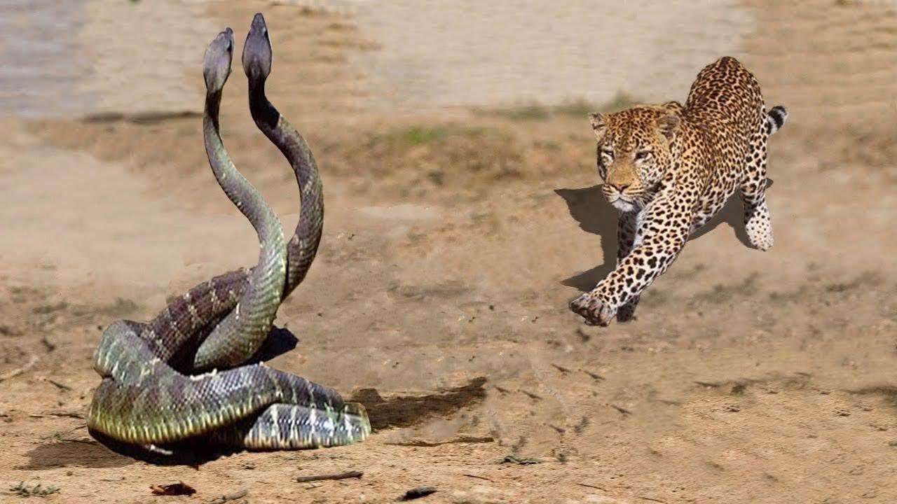 WİLD ANİMAL KİNGDOM #6 Leopard vs Big Python Snake | Facts About Most ...