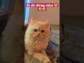 mikku ne dimag chlya 😺🤣🤣#funny #viral #love #shorts #explore #cute#cat#lol #pets #explorefeed