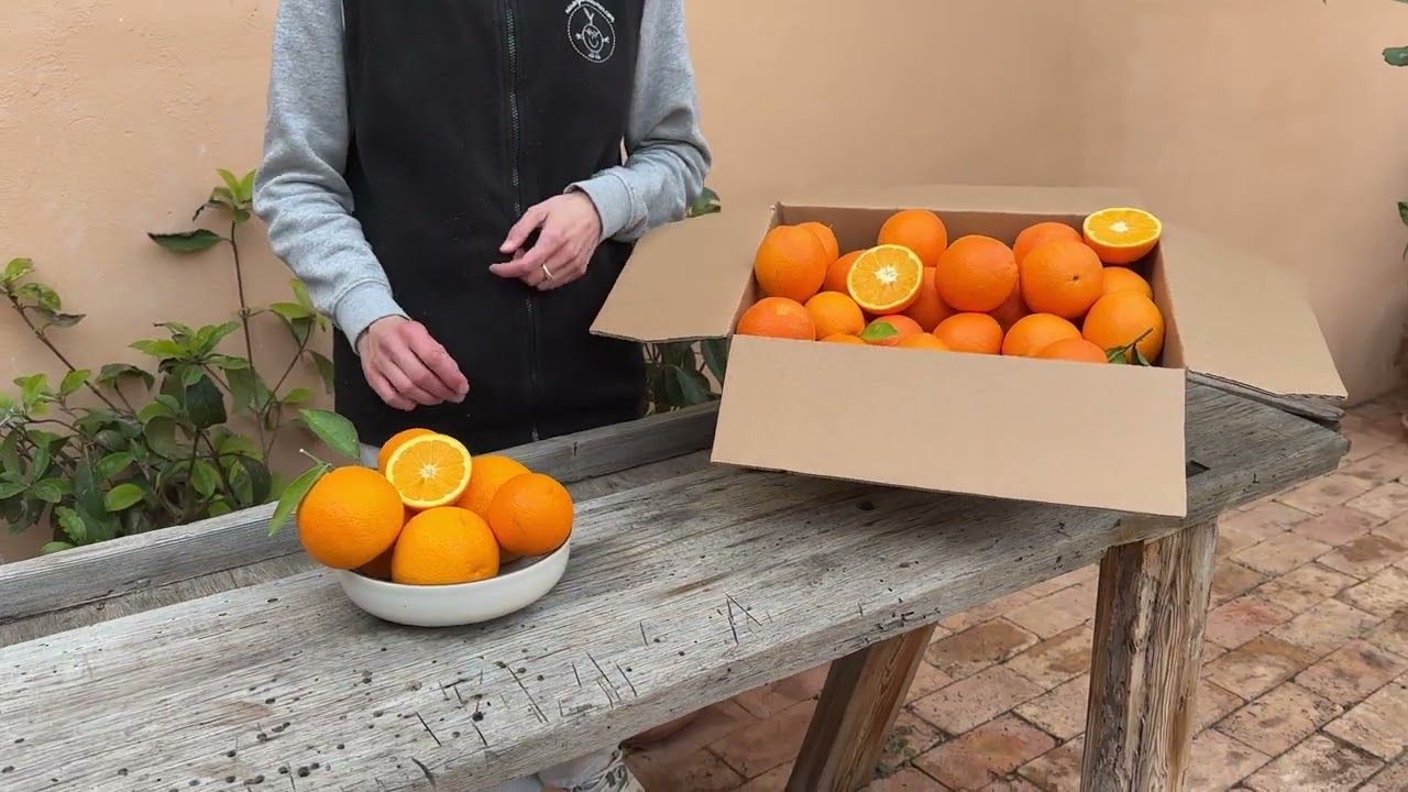 Orangen kaufen (10kg Kiste) | Naranjas del Carmen