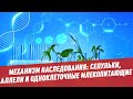 Механизм наследования: сепульки, аллели и одноклеточные млекопитающие - Биология