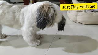 This cute Shihtzu dog wants to play with her New beetle Friend | Shihtzu | Lhasa apso by Lucy Miguel's Fairytale 6,019 views 2 years ago 1 minute, 58 seconds