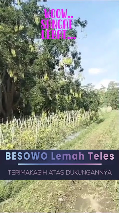 SIAPA YANG SUKA PETAI, SINI TINGGAL PETIK. #petani #petai #desa #panen #orangkampung #fruit #buah