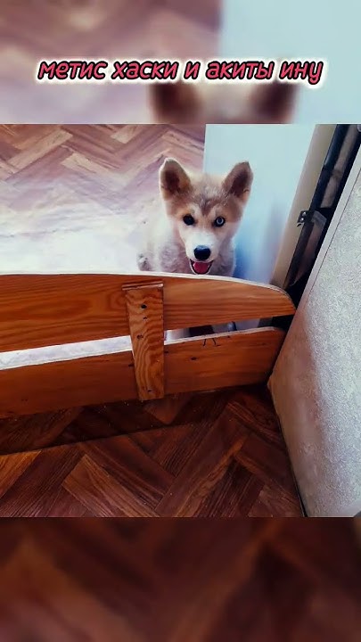 метис акиты ину и хаски #метис #хаски #акитаину #акита #сибирскийхаски ...