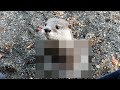 Unbelievable solution! How did the otter overcome the hot fish! [Otter life Day 383]【カワウソアティとにゃん先輩】