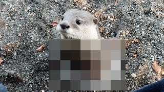 Unbelievable solution! How did the otter overcome the hot fish! [Otter life Day 383]【カワウソアティとにゃん先輩】
