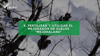 "Etapas para la siembra del Nogal Pecanero"