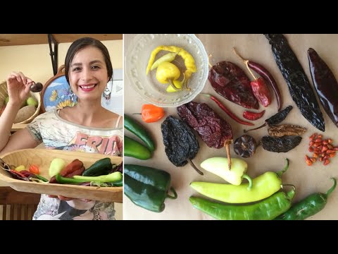 Video: Chiles jalapeños mexicanos Descripción con fotos