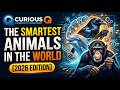 The Smartest Animals in the World (2026 Edition)
