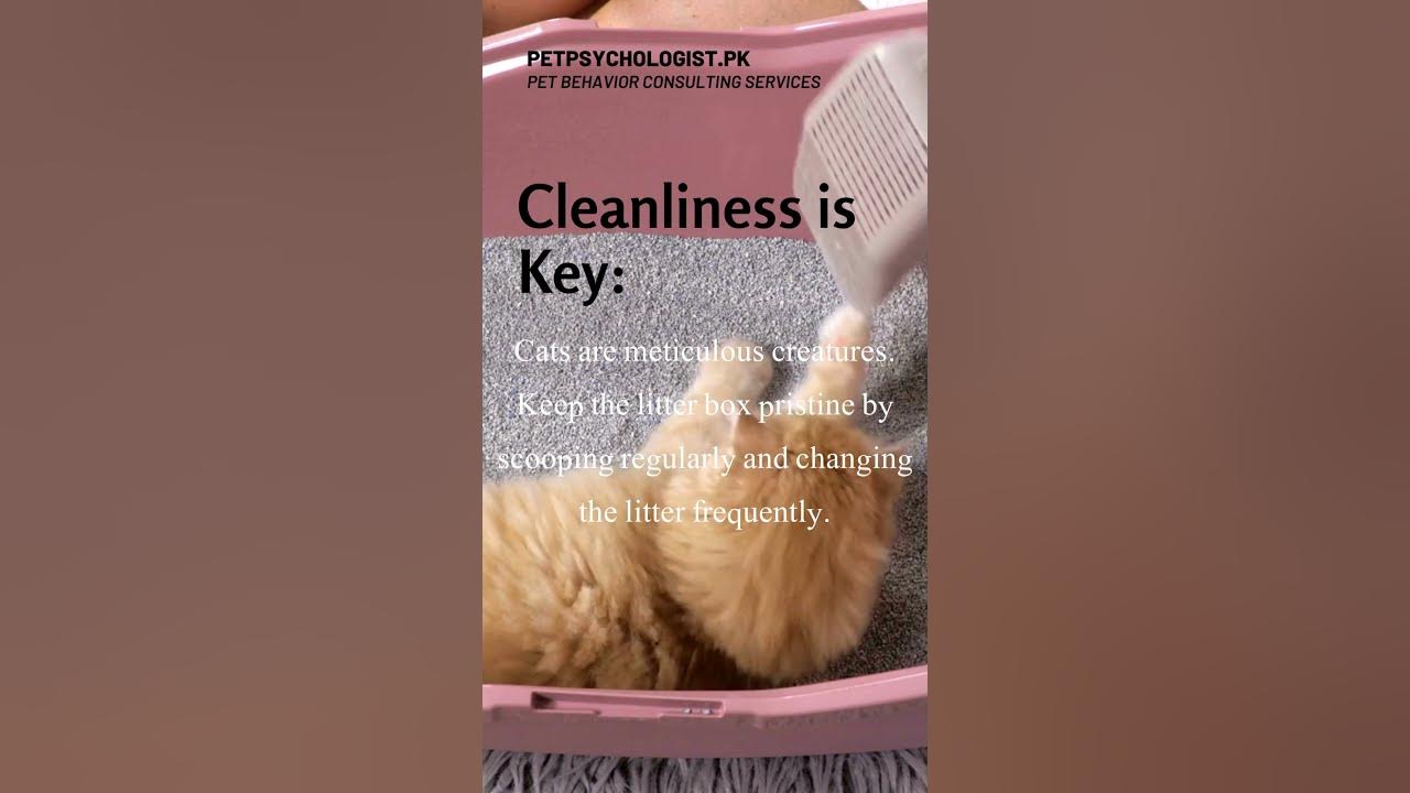 Understanding Cat Litter Box Avoidance YouTube